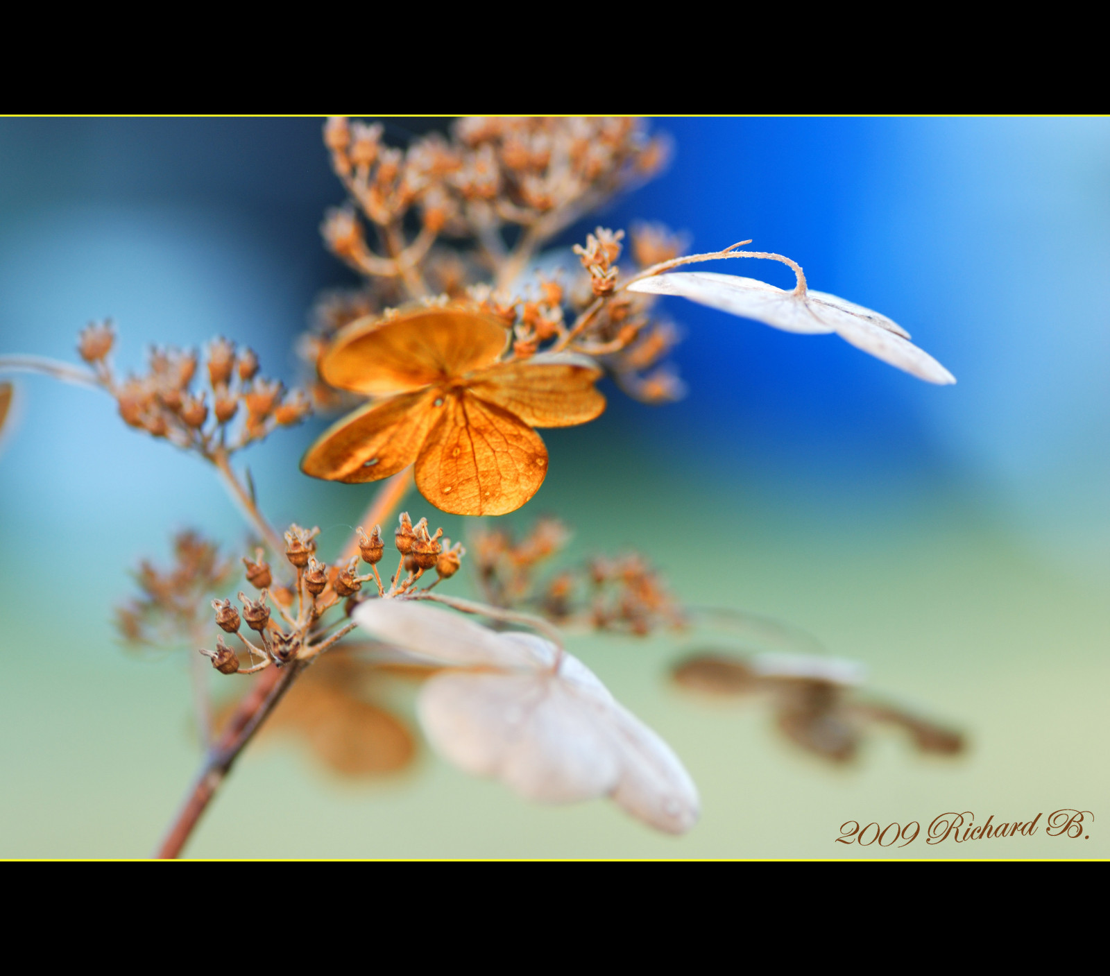 květiny, Příroda, fotografování, makro, větev, Nikon, pyl, květ, list, květ, rostlina, sezóna, saariysqualitypictures, flóra, elitegalleryaoi, okvětní lístek, automne, květiny, mygearandmepremium, mygearandmebronze, mygearandmesilver, mygearandmegold, fauna, mygearandmeplatinum, mygearandmediamond, bestcapturesaoi, superstarthebest, platinumphoto, artofimages, D80, divoká rostlina, imagicland, selectbestexcellence, sbfmasterpiece, vyrobit, botanika, zblízka, keř, makro fotografie, závod stonek, nektar, yourpassionawards