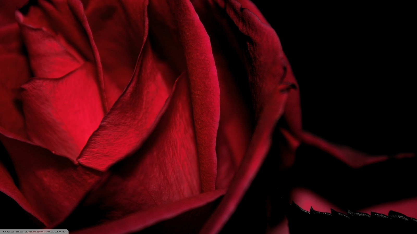 květiny, Příroda, Červené, fotografování, makro, růže, růžový, barva, list, květ, rostlina, tma, okvětní lístek, 2400x1350 px, suchozemská rostlina, kvetoucí rostlina, zblízka, makro fotografie, zátiší fotografování, zahradní růže, růže rodina