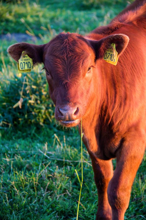 grass,field,wildlife,farm,Bull,pasture