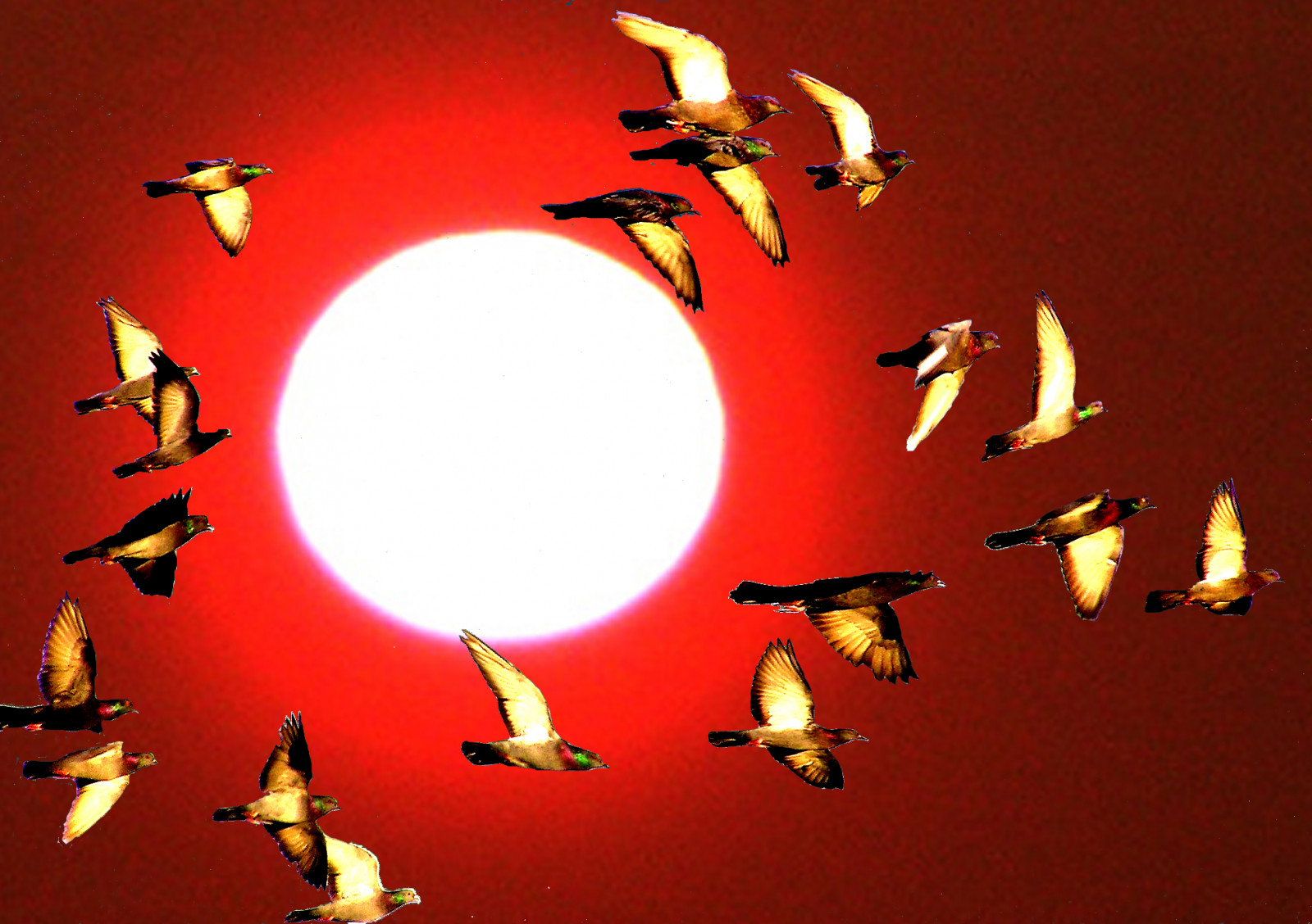 krajina, kontrast, barvitý, bílý, Černá, ptactvo, zvěř, západ slunce, květiny, zahrada, město, architektura, jezero, Příroda, auto, milovat, Červené, předvečer Všech svatých, mraky, pláž, Dům, zelená, modrý, most, slunce, Kalifornie, čas, ostrov, Spojené státy americké, Dovolená, Chicago, turistika, červen, Google, Létat, Boston, Můj prostor, Los Angeles, YAHOO, oblíbený, UMĚNÍ, DC, světlo, barva, den, flickr, roztomilý, Amerika, dívka, festival, narozeniny, oslava, zábava, srpen, Pírko, červenec, domů, film, přítel, žít, nejlepší, geotagged, Jan, 08, fave, počítač tapeta, svatební cesta, damncool, Barack, psdtuts, republikán, demokrat, saturovat, Hillary, Newbury, Eyecandyart