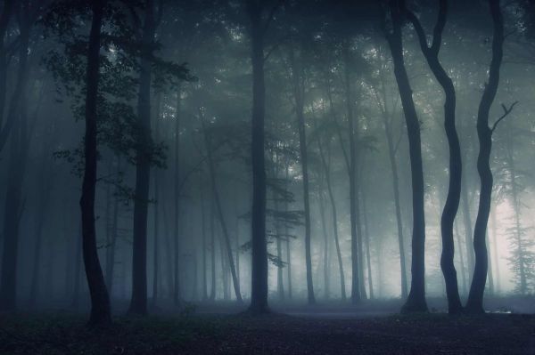 forest,mist,nature,trees,dark,spooky