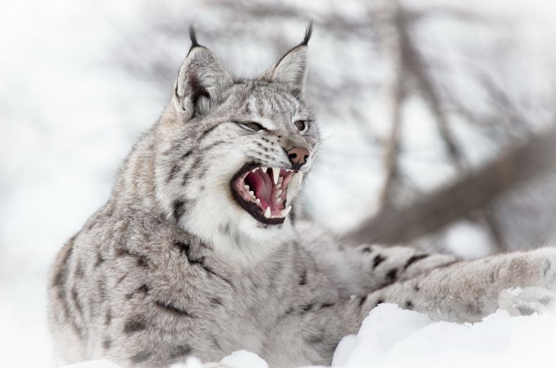 depredador,agresión,lince,nieve