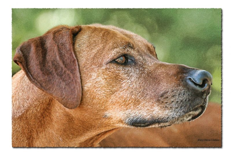 dog,joey,digitalart,joe,rhodesianridgebacks,rhodesianridgeback