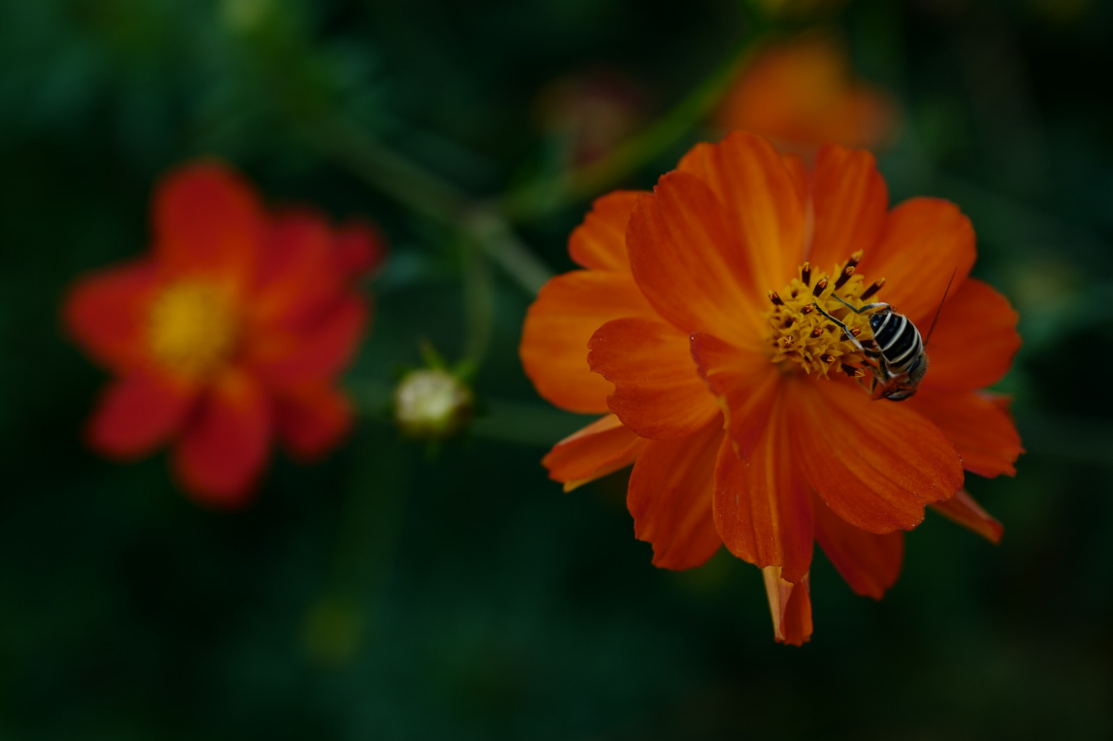 Japonsko, Příroda, žlutý, Leica, Tokio, bylina, jp, květ, rostlina, kosmos, flóra, okvětní lístek, Hamarikyu, Shiodome, summilux, leicaq, summilux1728, q, 1728, divoká rostlina, botanika, suchozemská rostlina, kvetoucí rostlina, zblízka, jednoletá rostlina, makro fotografie, závod stonek, daisy rodina, nektar, měsíček, síry kosmos