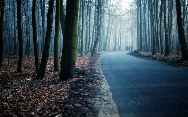 walk,road,park,avenue,evening,fog