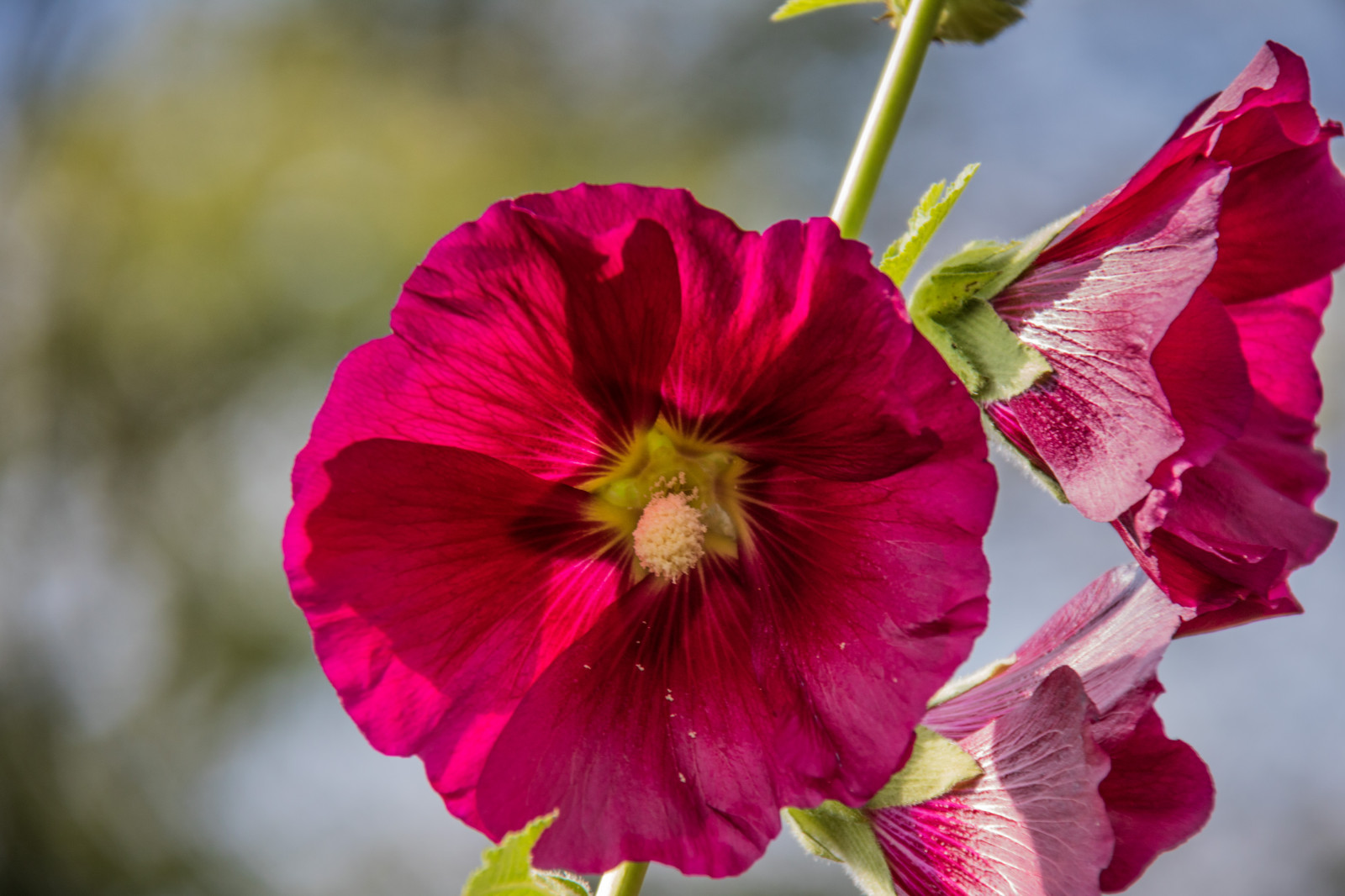 Červené, květ, růžový, květ, rostlina, oko, flóra, Blomma, Malmo, stockros, exif modelu canoneos760d, geocountry, Kamera aby kánon, geocity, Model fotoaparátu canoneos760d, geostate, geolocation, EXIF čočka efs18200mmf3556is, EXIF otvor 56, exif focallength 200mm, exif aby kánon, exif isospeed 160, katrinetorp, okvětní lístek, hollyhock, divoká rostlina, botanika, suchozemská rostlina, kvetoucí rostlina, zblízka, makro fotografie, závod stonek, fialová rodina