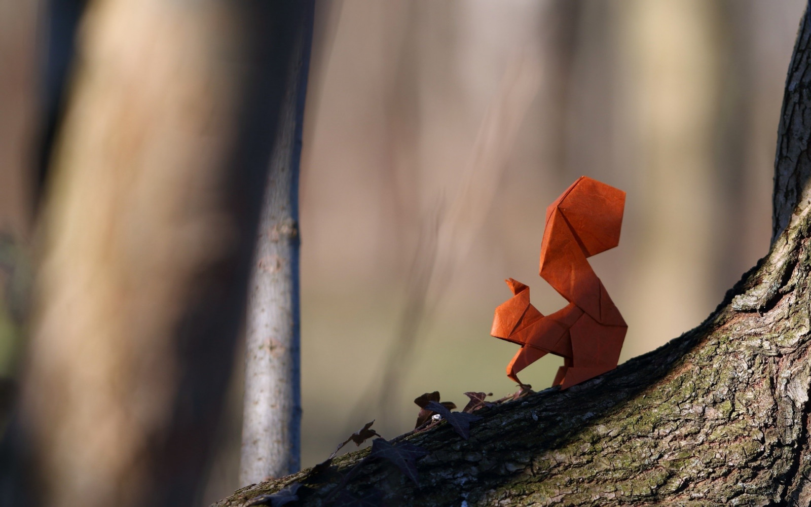 자연, 빨간, 겨울, 사진술, 다람쥐, 분기, 푸른, 종이 접기, 종이, 봄, 색깔, 나무, 가을, 잎, 꽃, 시즌, 닫다, 매크로 사진