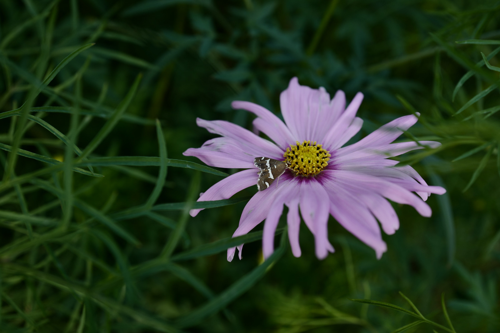 Japonsko, tráva, pole, Leica, Tokio, Sedmikráska, jp, květ, rostlina, kosmos, flóra, okvětní lístek, louka, Hamarikyu, Shiodome, summilux, leicaq, summilux1728, q, 1728, divoká rostlina, botanika, suchozemská rostlina, kvetoucí rostlina, jednoletá rostlina, makro fotografie, závod stonek, daisy rodina, kopretina bílá, zahrada kosmos, kopretina sedmikráska