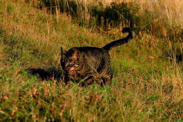 cat,grass,walk