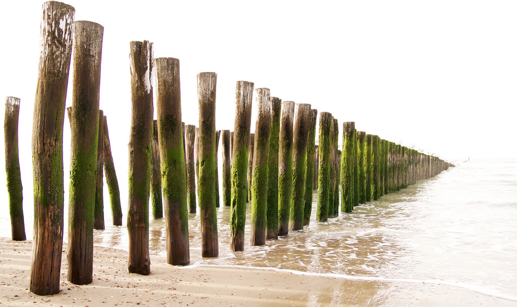 ทะเล, น้ำ, หญ้า, ชายหาด, ไม้, การท่องเที่ยว, สีเขียว, คลื่น, ชายฝั่ง, เนเธอร์แลนด์, ซีด, ยุโรป, ภาคเหนือ, ฮอลแลนด์, ยูโรปา, พานาโซนิค, ท่อง, ต้นไม้, นกนางนวล, de, เส้นใย, ท่องเที่ยว, kust, lumix, nederland, ชาวประมง, เขื่อนกันคลื่น, zee, Zeeland, groen, Walcheren, Palen, 405, หุ้น, Domburg, การสร้างตราสินค้า, meeuwen, badplaats, schelpen, veere, Vissers, toerisme, มอสเซล, strandcabine, vissersplaats, Boemerang, dmcgm1