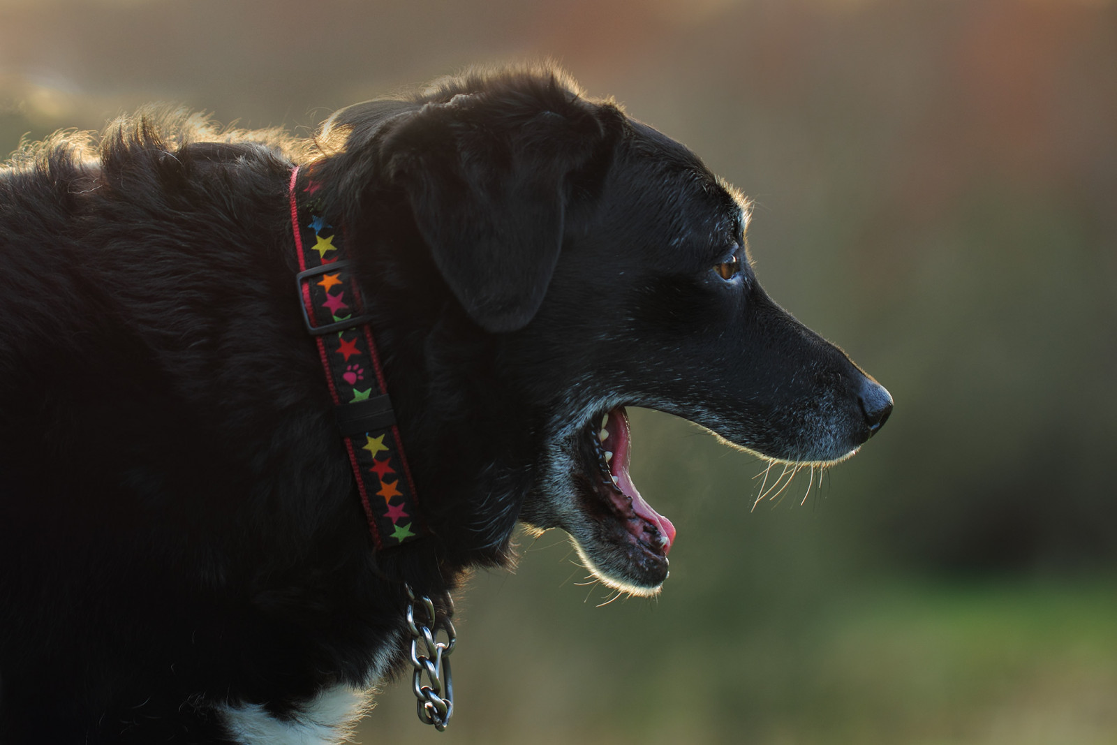 tvář, Černá, portrét, oči, venku, Skotsko, detailní, Pes, zuby, pusa, bokeh, kníry, zívání, domácí zvíře, hlava, Labradorský retrívr, roztomilý, podsvícený, venkovní, oko, mák, jazyk, legrační, zábava, mimo, štěně, detail, boční, savec, límec, Ayrshire, chování, obratlovců, ucho, pes jako savec, Východní Ayrshire, Dunlop, dunlopmillenniumwoodlandnaturepark, retriever