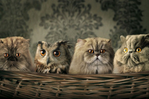 デスクトップ壁紙 : ネコ, デジタルアート, ユーモア, マフィア, 野球