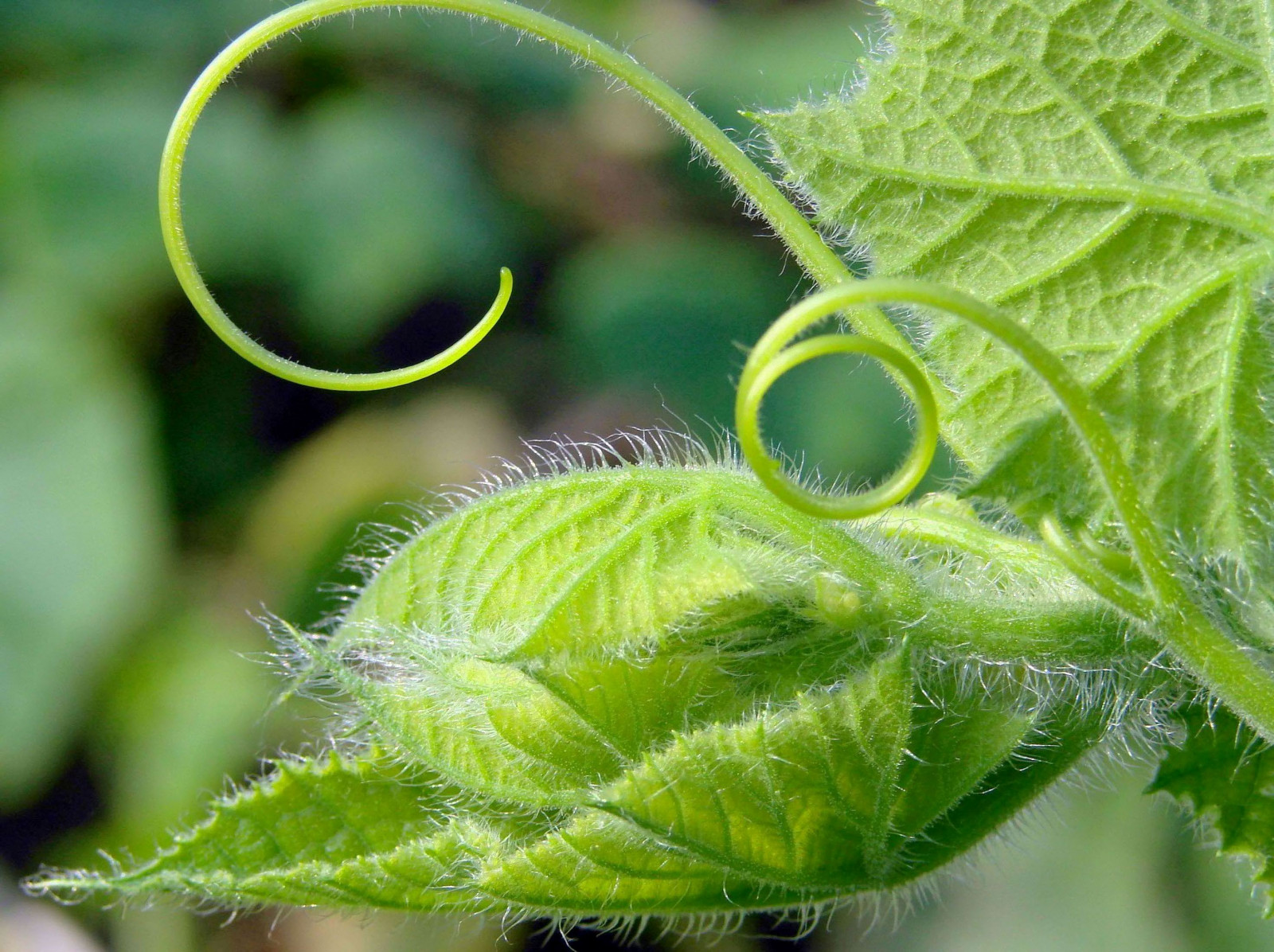 Wallpaper verde, green, eye, nature, ilovenature, leaf, flora