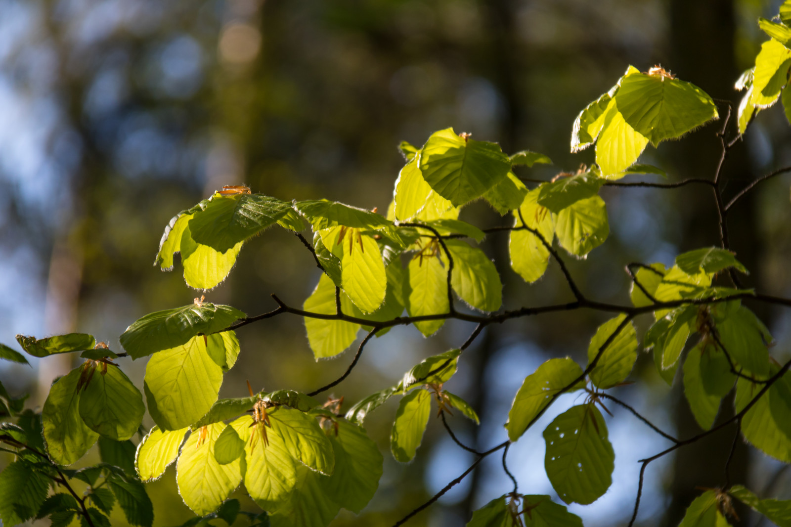 luce del sole, foresta, natura, ramo, verde, giallo, fiorire, primavera, faggio, albero, autunno, foglia, fiore, pianta, stagione, flora, l v, boschi, Skog, v r, Torup, gr n, bokskog, Fiore di campo, produrre, botanica, impianto di terra, pianta fiorita, pianta legnosa, arbusto, fotografia macro, deciduo, maidenhair albero