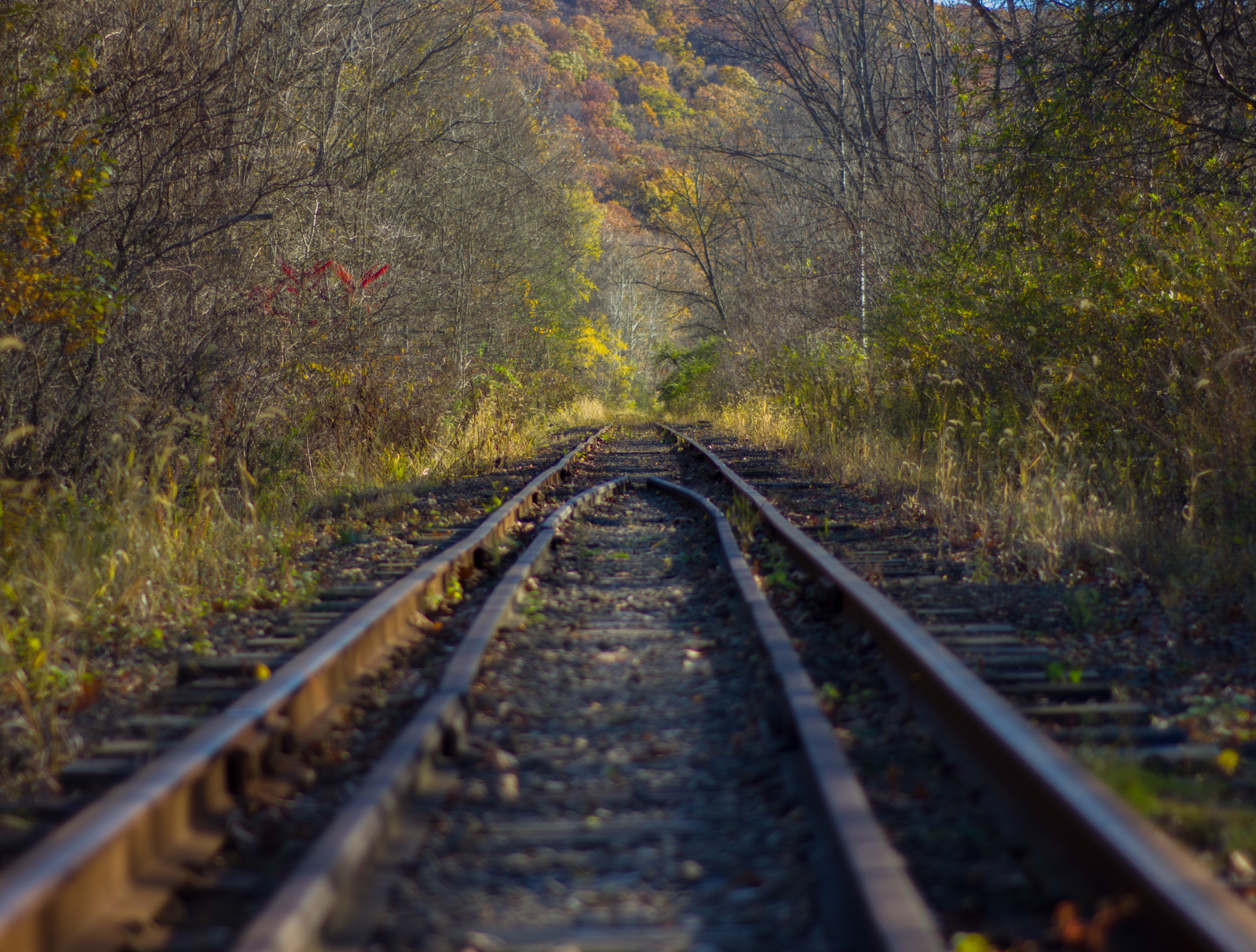 Wallpaper landscape, forest, fall, leaves, sky, train, branch, tracks