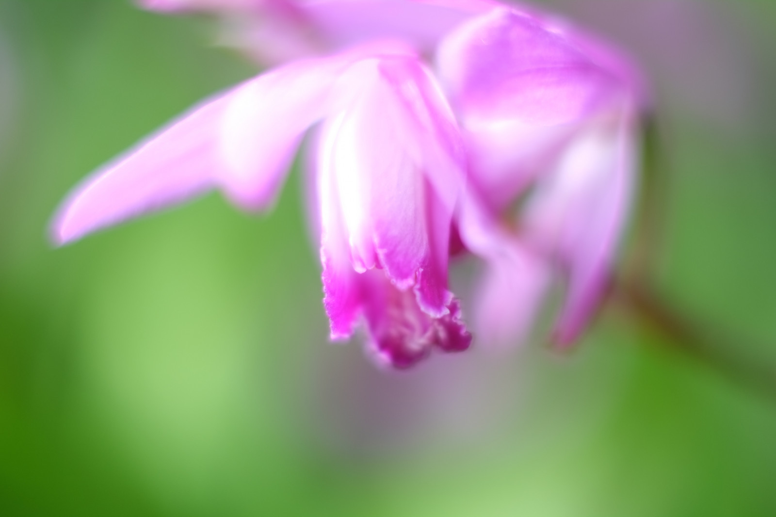 사진술, 녹색, 꽃, 담홍색, 도쿄, 후지 필름, 잎, 꽃, 식물, 플로라, 꽃잎, 후진, 신주쿠, xpro1, xf, xf35mmf14r, 엑스, 신주쿠 교 엔, xf35mm, mcex, mcex11, 야생화, 육상 식물, 꽃 피는 식물, 닫다, 매크로 사진, 식물 줄기