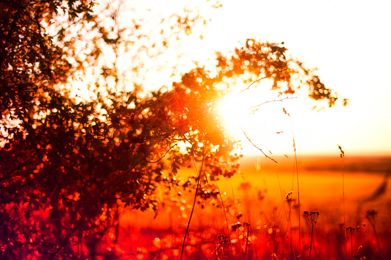 slunečnímu záření, stromy, západ slunce, Příroda, Červené, tráva, nebe, pole, makro, větev, svítání, večer, ráno, slunce, hospodařit, sama, atmosféra, Nikon, bokeh, Švédsko, plodiny, jasný, lesk, teplý, nosník, světlo, paprsek, strom, 50mm, podzim, barvy, zavřít, nahoru, větve, Lund, hvězda, barvy, jižní, keř, teplo, 14, D700, počítač tapeta, odlesk, Skane, Appelandscape