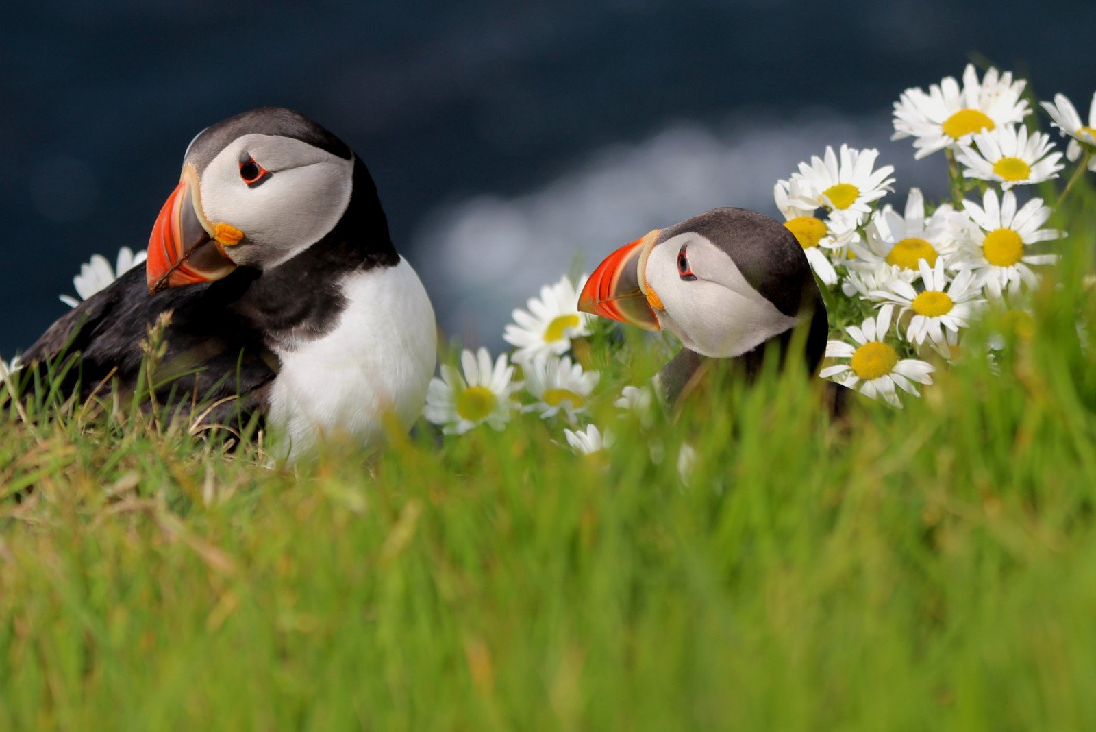 Wallpaper : grass, blue, daisies, ribbon, winner, puffins, beak