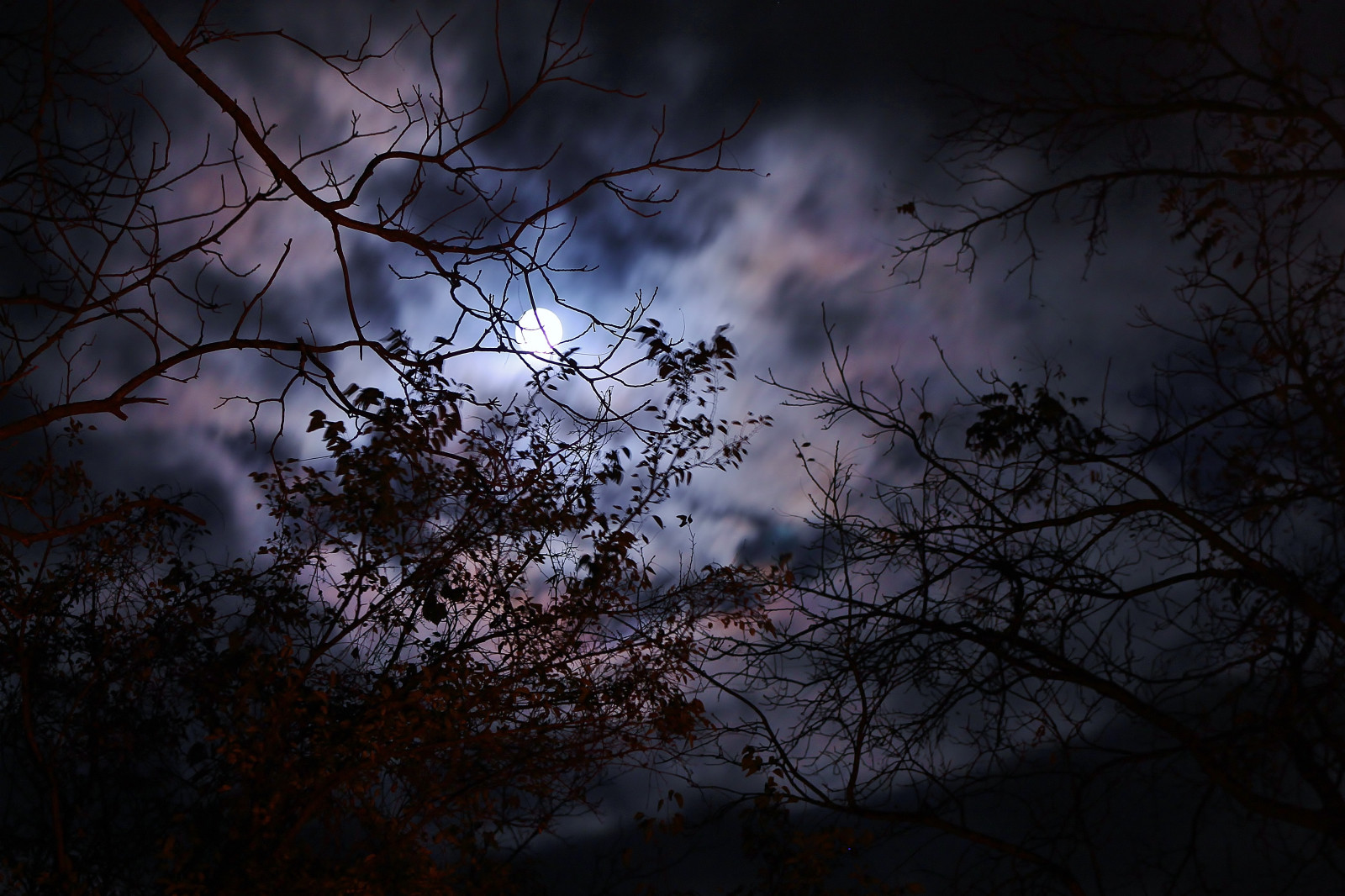 Wallpaper : sunlight, trees, fall, night, nature, reflection, sky ...