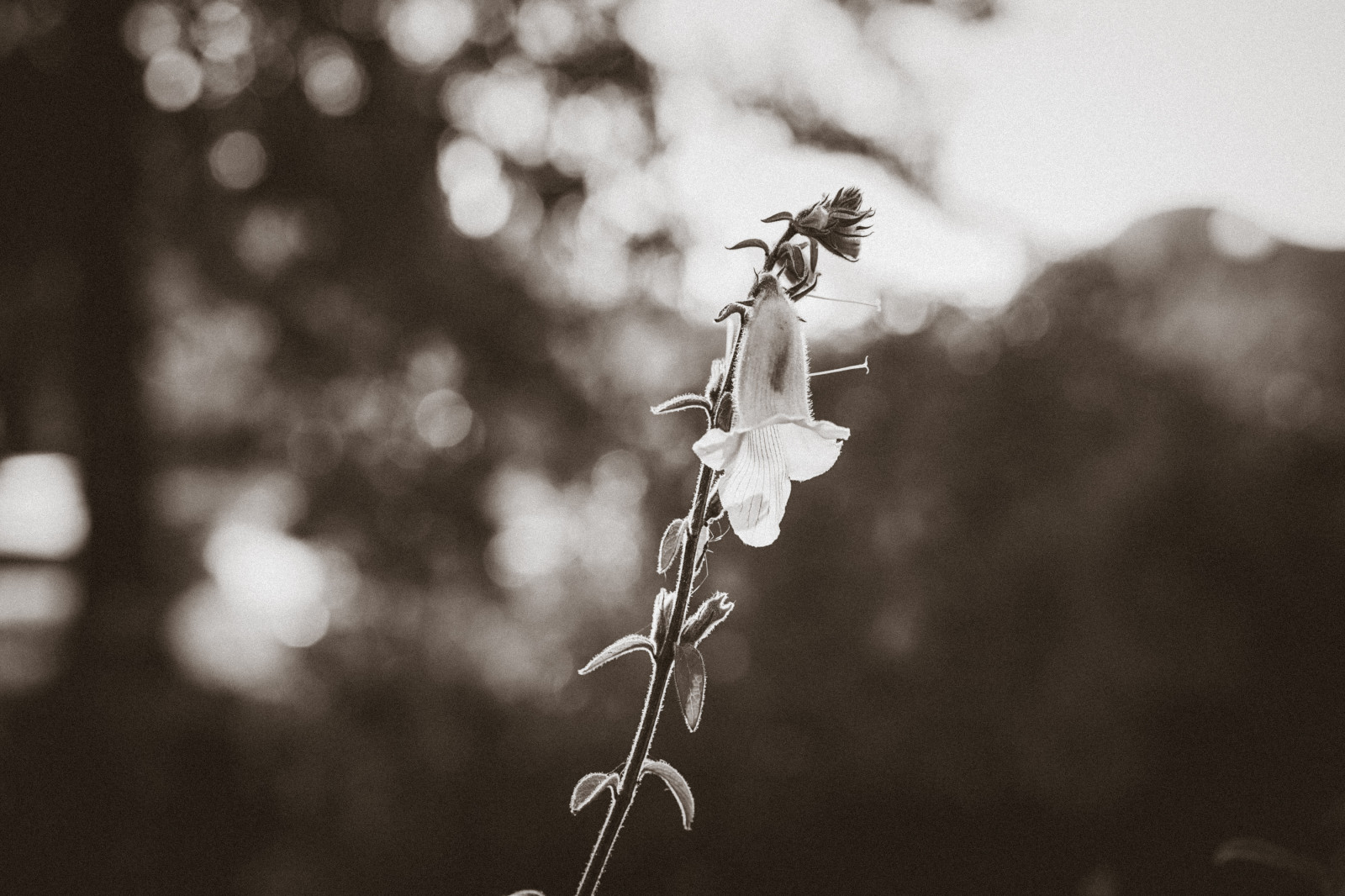 slunečnímu záření, bílý, Černá, černobílý, Příroda, zima, fotografování, větev, Sony, květ, bokeh, jaro, světlo, Černý a bílý, strom, hloubka pole, list, květ, rostlina, sezóna, flóra, dof, sonya7ii, sonya7m2, a7m2, Zeiss, zrnitý, tma, Černý a bílý, monochromatické fotografování, zblízka, makro fotografie