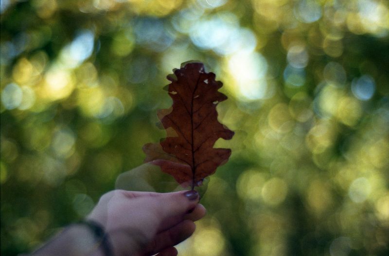 Blatt, Ast, Herbst, Nahansicht, Sonnenlicht, Zweig