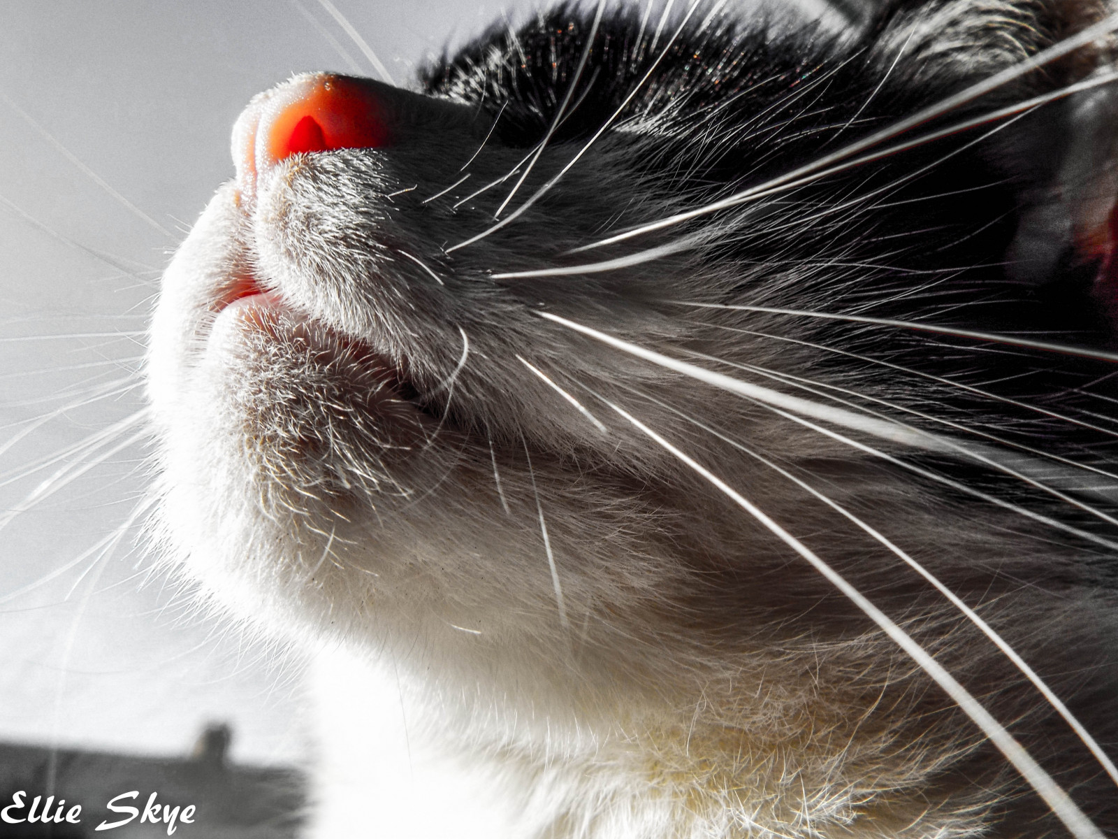 gatto, macro, pelliccia, naso, barba, rosa, animale domestico, zanna, bianco e nero, animale, macromonday, bw, occhio, colore selettivo, avvicinamento, gatto come mammifero, fotografia macro, grugno, di piccole e medie dimensioni gatti, yahoo yourpictures bestof2013, selectivecoloring, selectivecolouring, flickr10, coloursplash, selectivecolours, wiskers, chairmanmao, dogsandcat