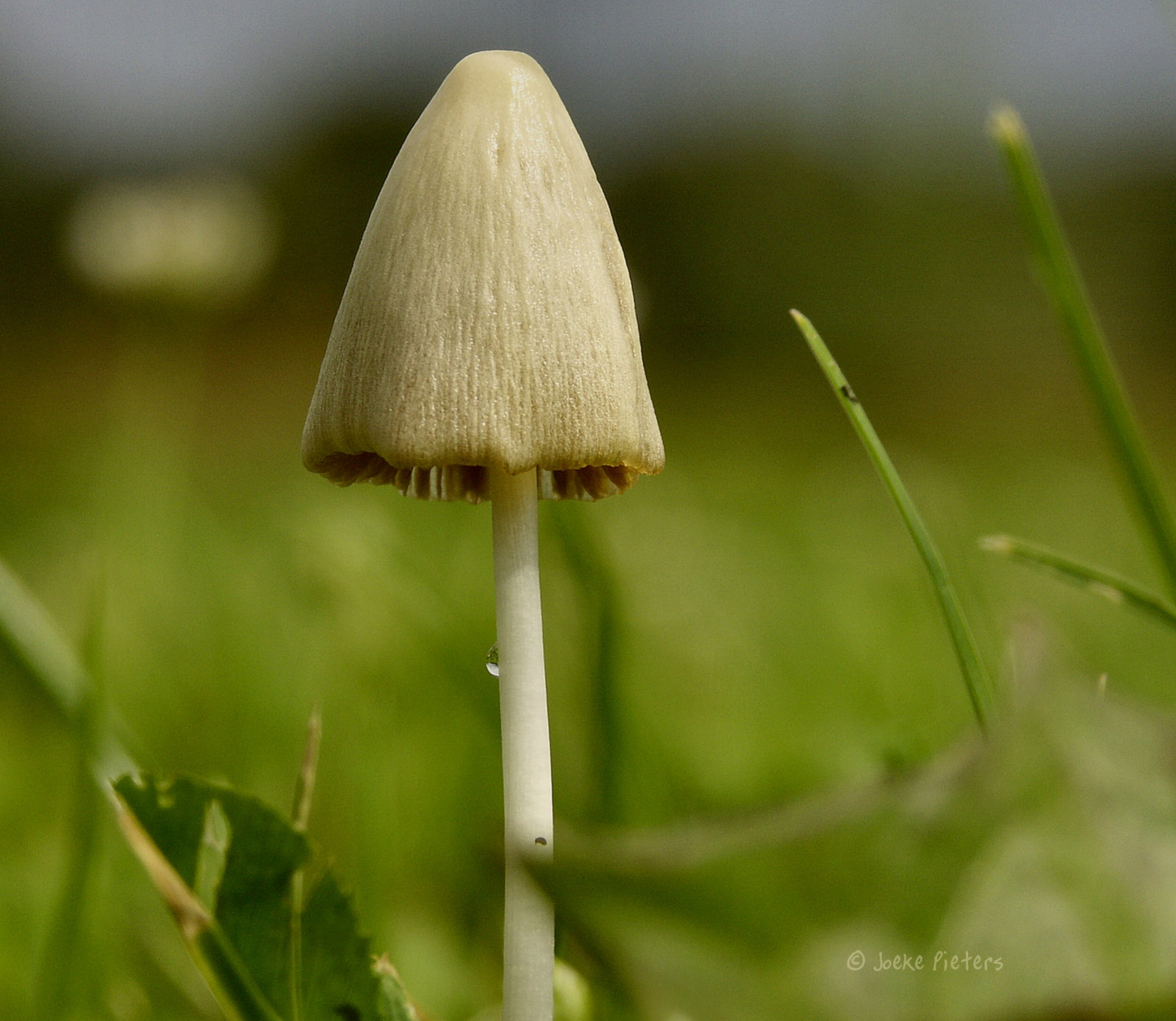 Wallpaper : jamur, kulat, paddestoel, dieksplorasi, 7668