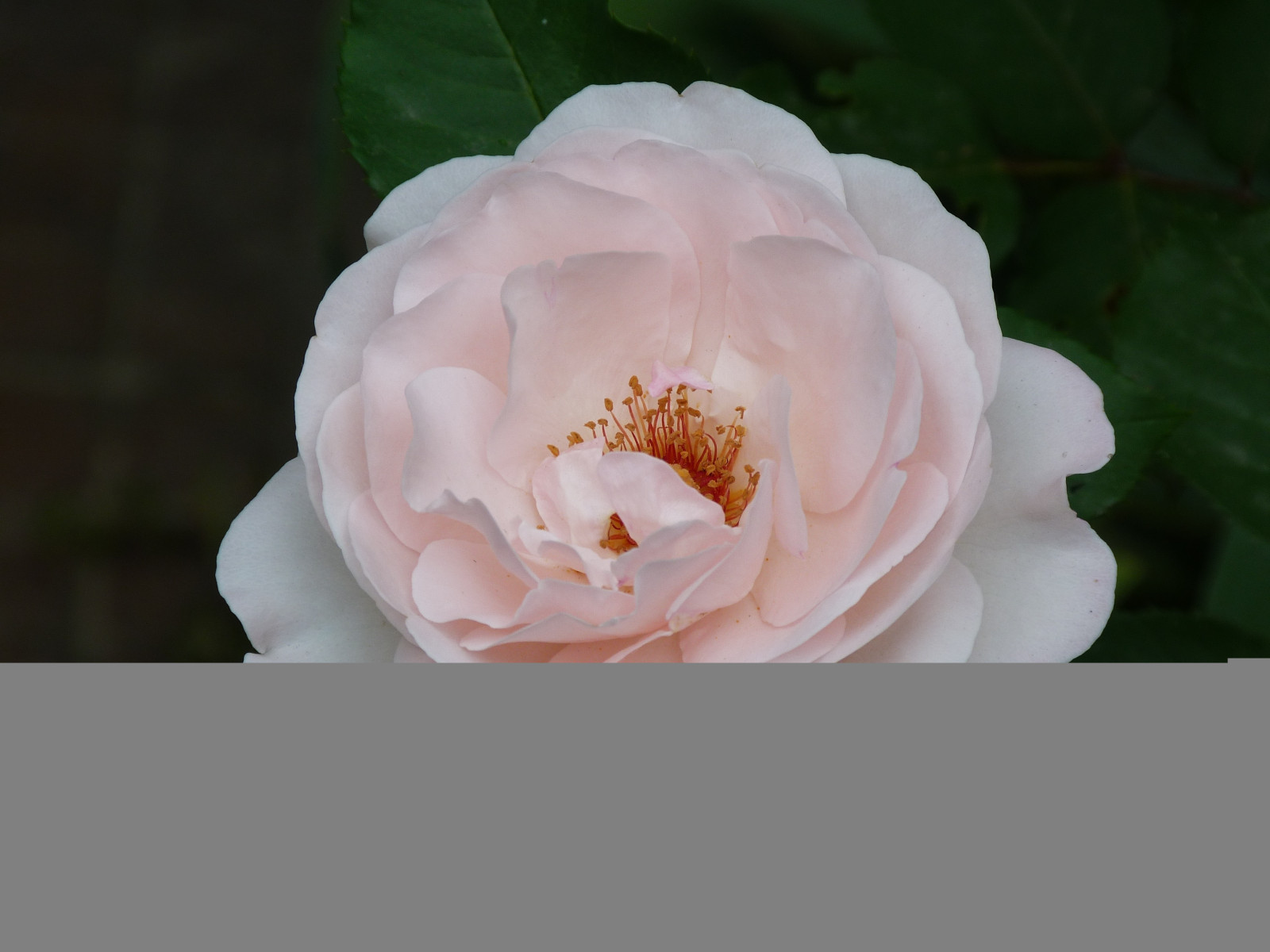 noc, růže, květ, růžový, květ, rostlina, flóra, pupen, okvětní lístek, pivoňka, suchozemská rostlina, kvetoucí rostlina, zblízka, zahradní růže, růže rodina, růže objednávka, floribunda, rosa centifolia