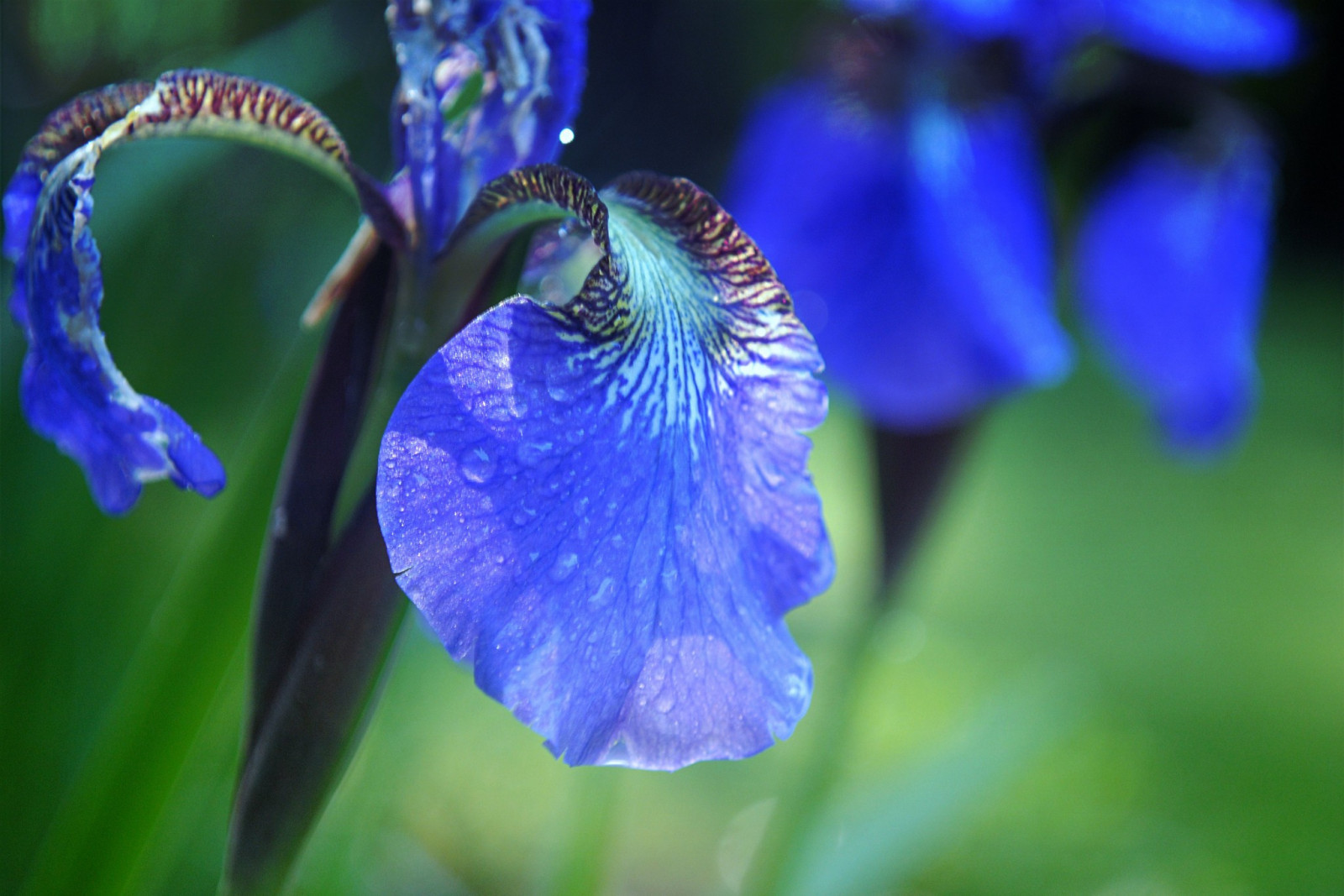 blomster, natur, planter, makro, grøn, blå, blå blomster, Iris, blomst, plante, øje, flora, kronblad, wildflower, jord plante, blomstrende plante, tæt på, makrofotografering, stængelplante, dayflower familie, dayflower