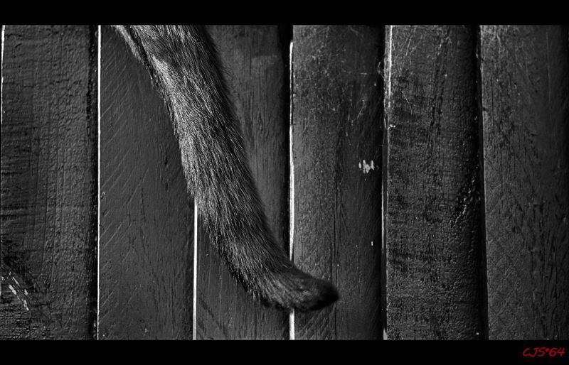 Černá, Černý a bílý, tma, fotografie, monochromatické fotografování, fotografování