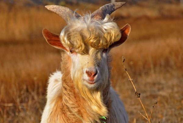 goat, horns, hair, fur