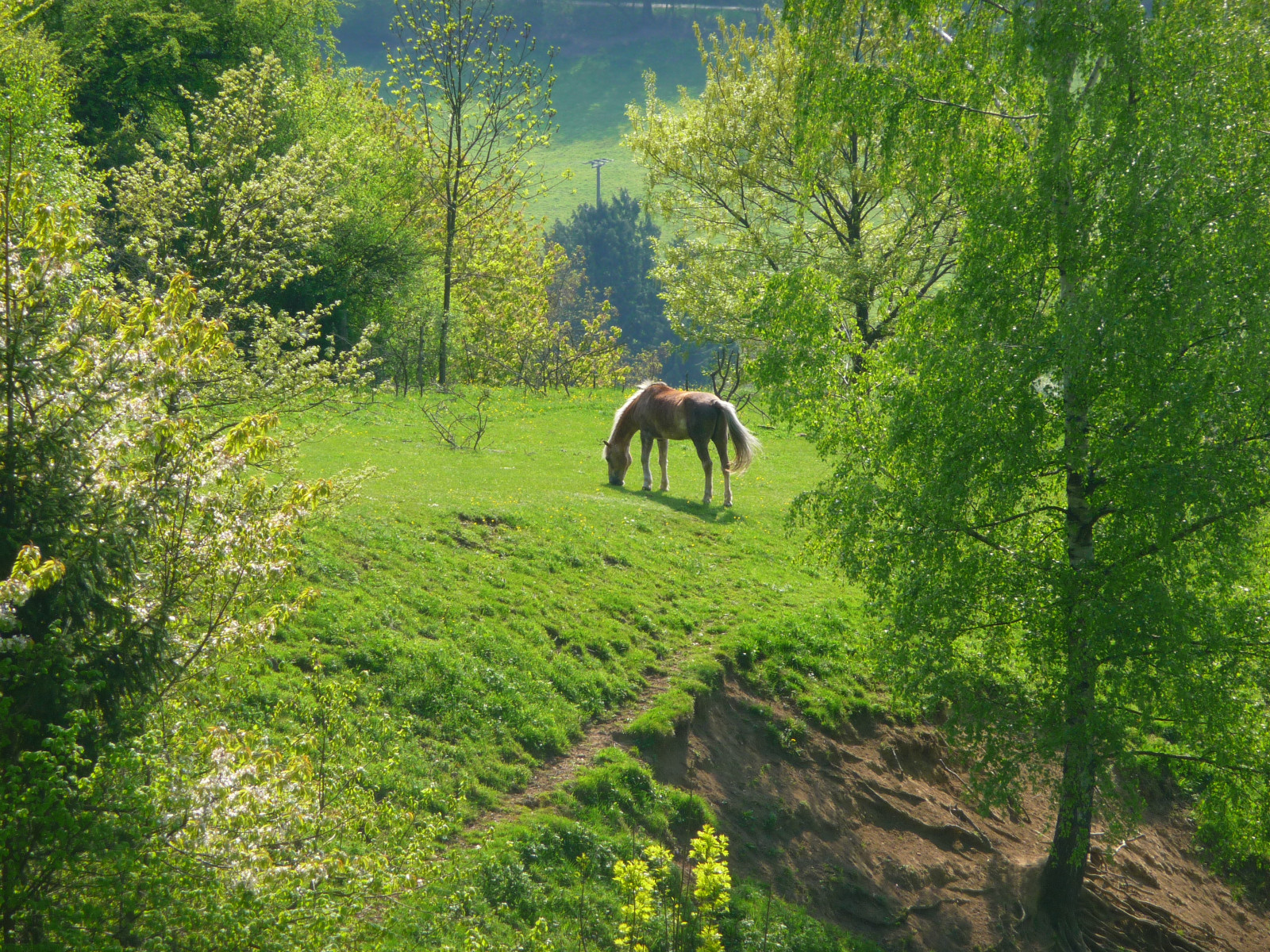 krajina, barvitý, les, kopec, Příroda, kůň, tráva, pole, Volně žijících živočichů, národní park, divočina, džungle, cesta, jaro, mount scenérie, přírodní rezervace, barva, strom, flickr, lučina, rostlina, krása, sezóna, hospodářská zvířata, barva, pěkný, primavera, pastvina, stezka, vegetace, louka, couleur, Farben, natureselegantshots, theoriginalgoldseal, panoramafotografico, enjoyinglife, printemps, kolor, zálesí, prérie, kartpostal, saison, lente, Bahar, Pfastatt, blogspfastatt, Den Země, venkov, ekosystém, biome, tráva rodina, stanice hill, prales, kůň jako savci, křoviny, pack animal, pastvisko, ekoregion, theenchantedcarousel, Fruhling, wiosna, eyecatching, musimsemi, plant community