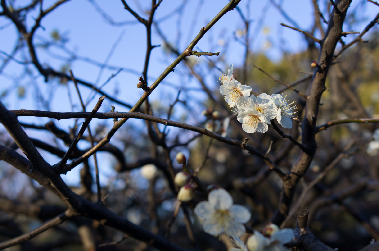 Japonsko, slunečnímu záření, jídlo, Příroda, zima, větev, ovoce, mráz, Třešňový květ, květ, jaro, Leica, Tokio, jp, strom, podzim, list, květ, rostlina, sezóna, švestka, UME, flóra, T, Ikegami, japaneseapricot, leicat, summicront235, Summicron, t235, ikagamiplumpark, větvička, vyrobit, botanika, kvetoucí rostlina, zblízka, makro fotografie, trnka obecná