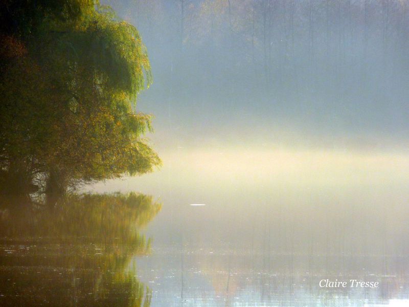 น้ำ,ฤดูใบไม้ร่วง,เบา,หมอก,การสะท้อน,ต้นไม้