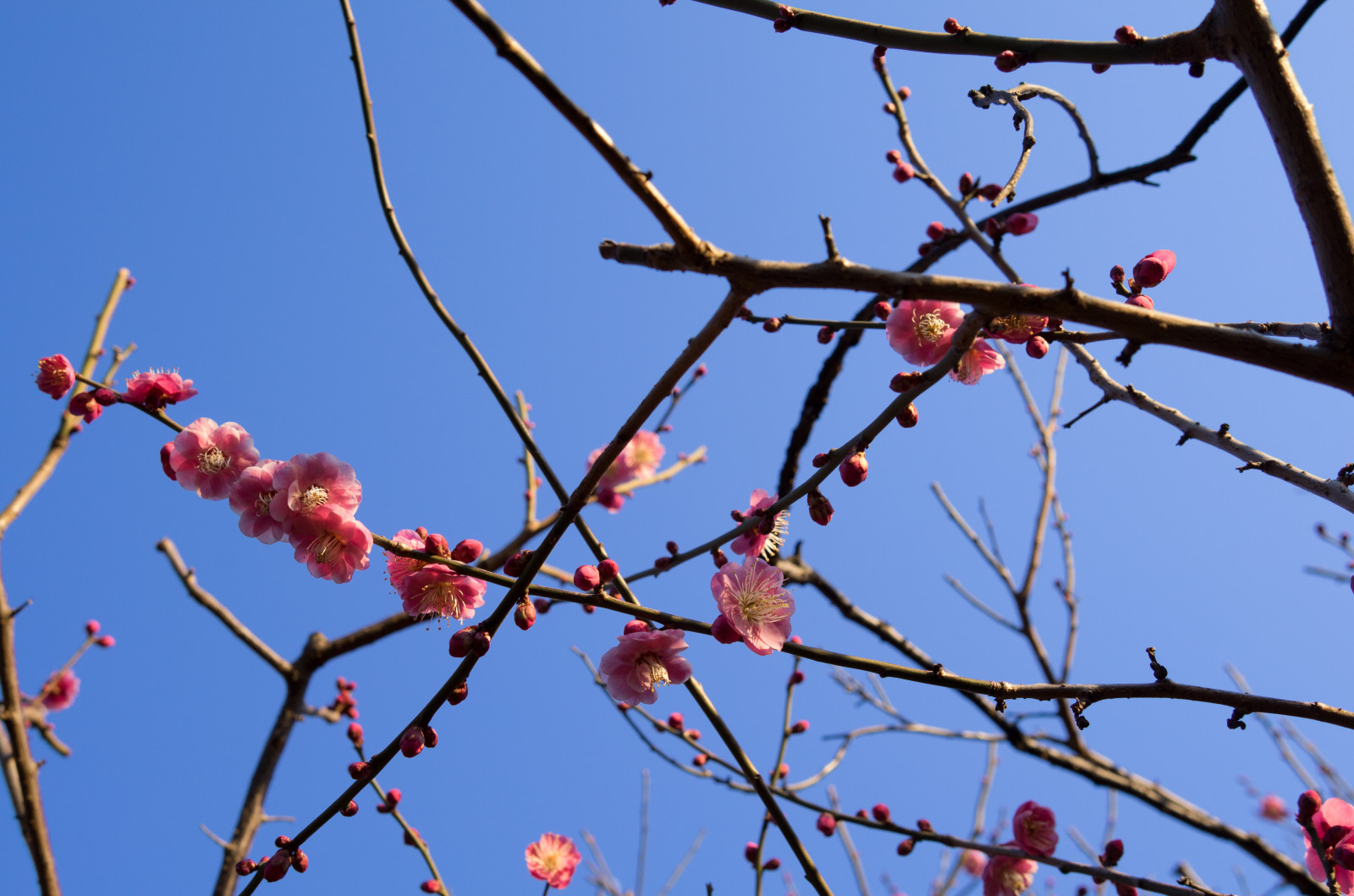 Giappone, natura, cielo, ramo, fiorire, primavera, Leica, Tokyo, Jp, albero, autunno, foglia, fiore, pianta, stagione, prugna, ume, flora, t, Ikegami, japaneseapricot, leicat, summicront235, Summicron, T235, ikagamiplumpark, ramoscello, pianta legnosa, struttura esterna