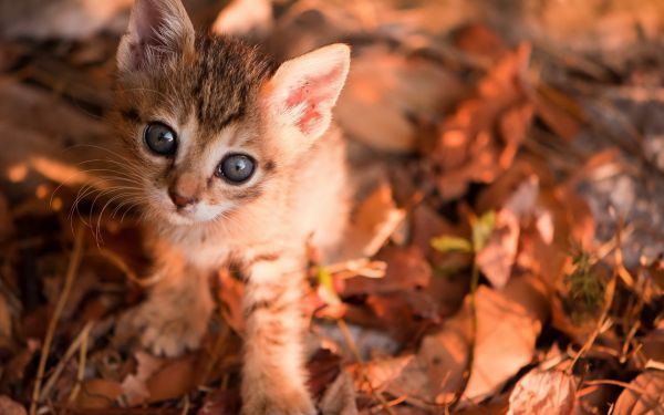 1920x1200 px, animals, cats, cute, eyes, autumn