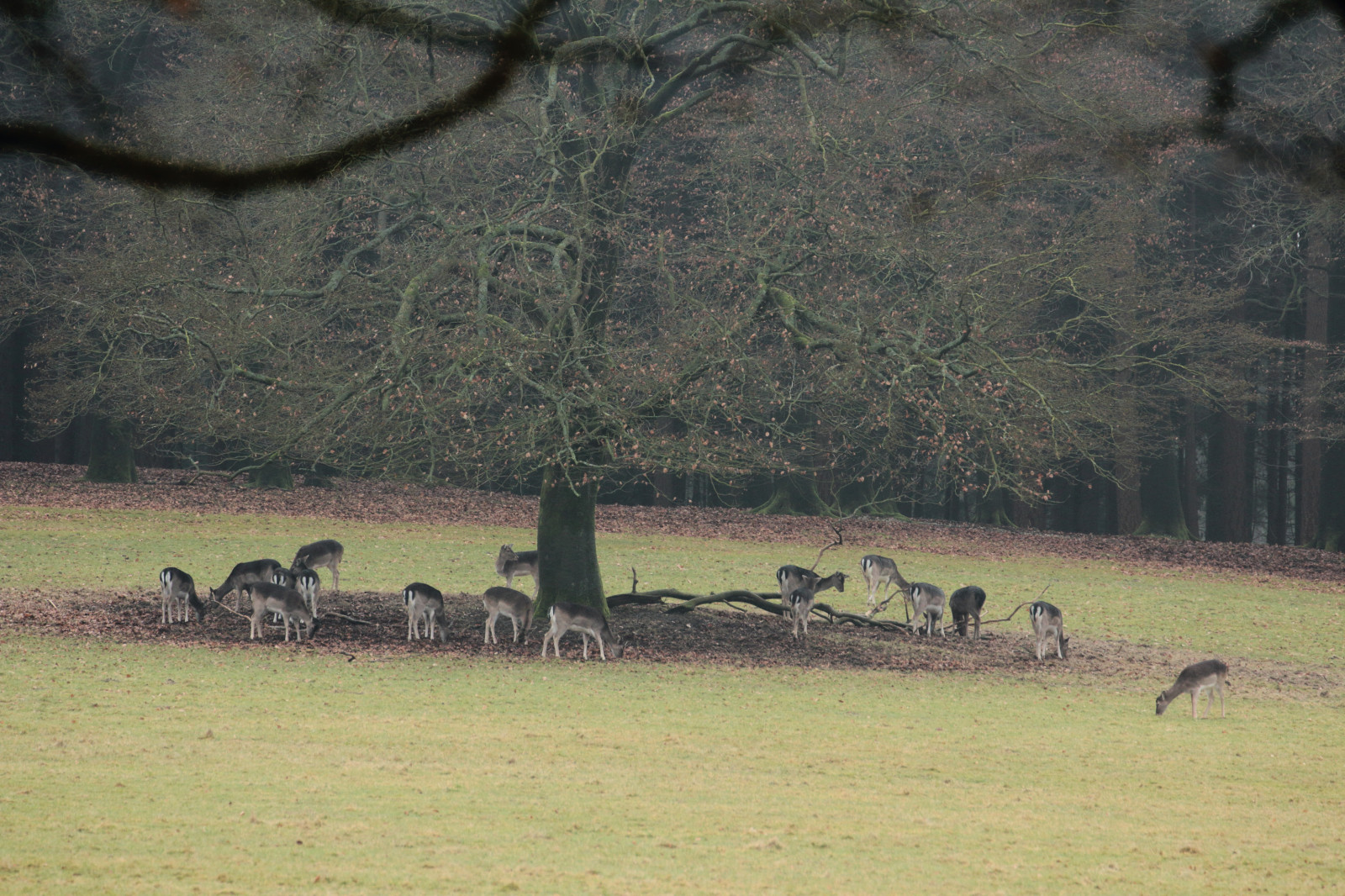 zver a rastlinstvo, fauna, ekosystém, stádo, pasienok, prírodná rezervácia, lučina, strom, tráva, vidiek, savana, krajina, Ekoregión, národný park, prérie, Zálesí, pastviská, tráva rodina, lúka, prostý, lúka, hospodárske zvieratá, neba