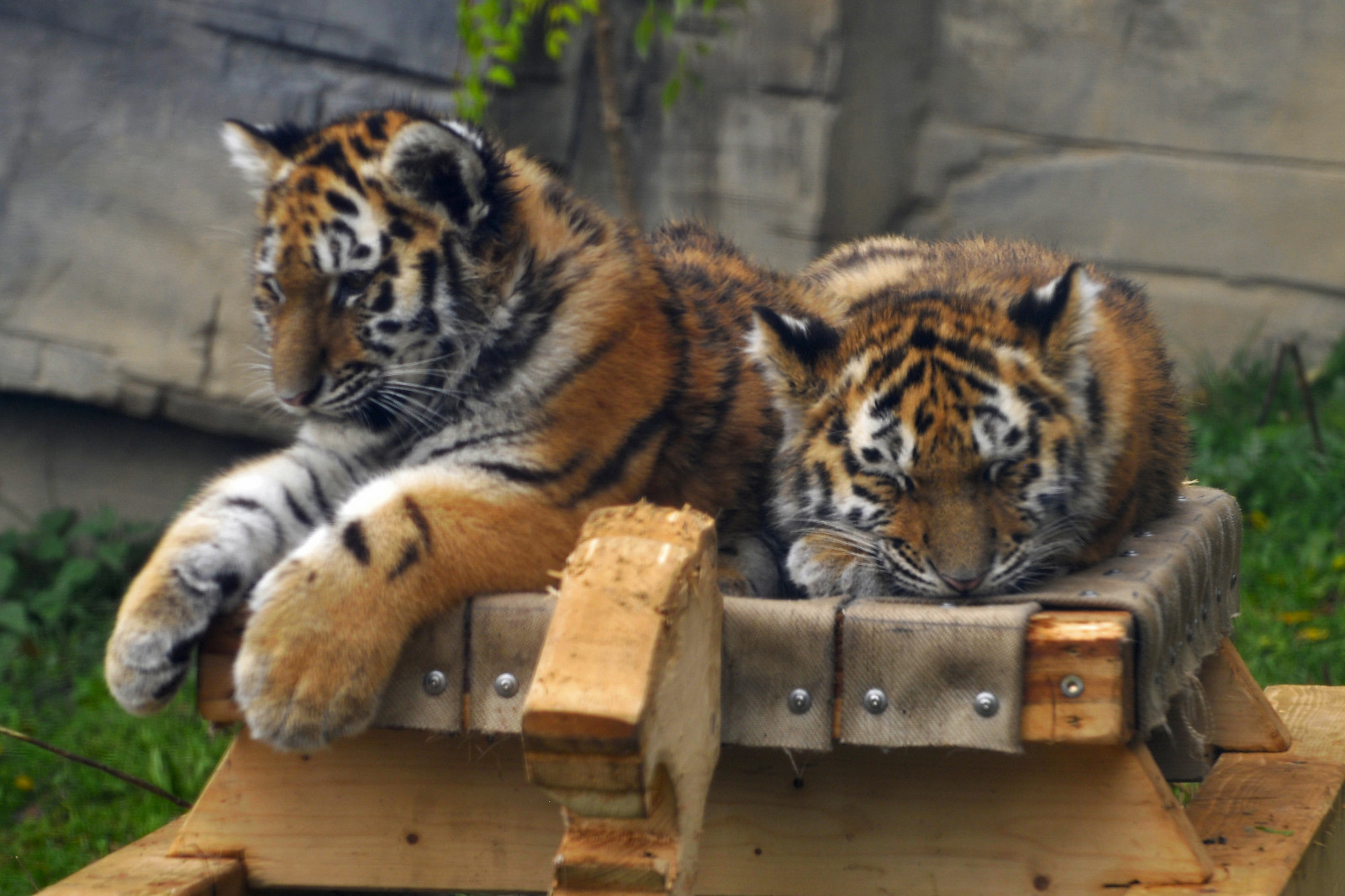 tráva, tygr, Německo, Volně žijících živočichů, Nikon, velké kočky, zoologická zahrada, kníry, deutschland, savec, Německo, D300, kočka jako savci, čenich, carnivoran, organismus, Tigry, terrestrial animal