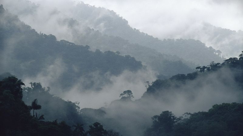 ป่า,1920x1080 px,ภูเขา,ธรรมชาติ