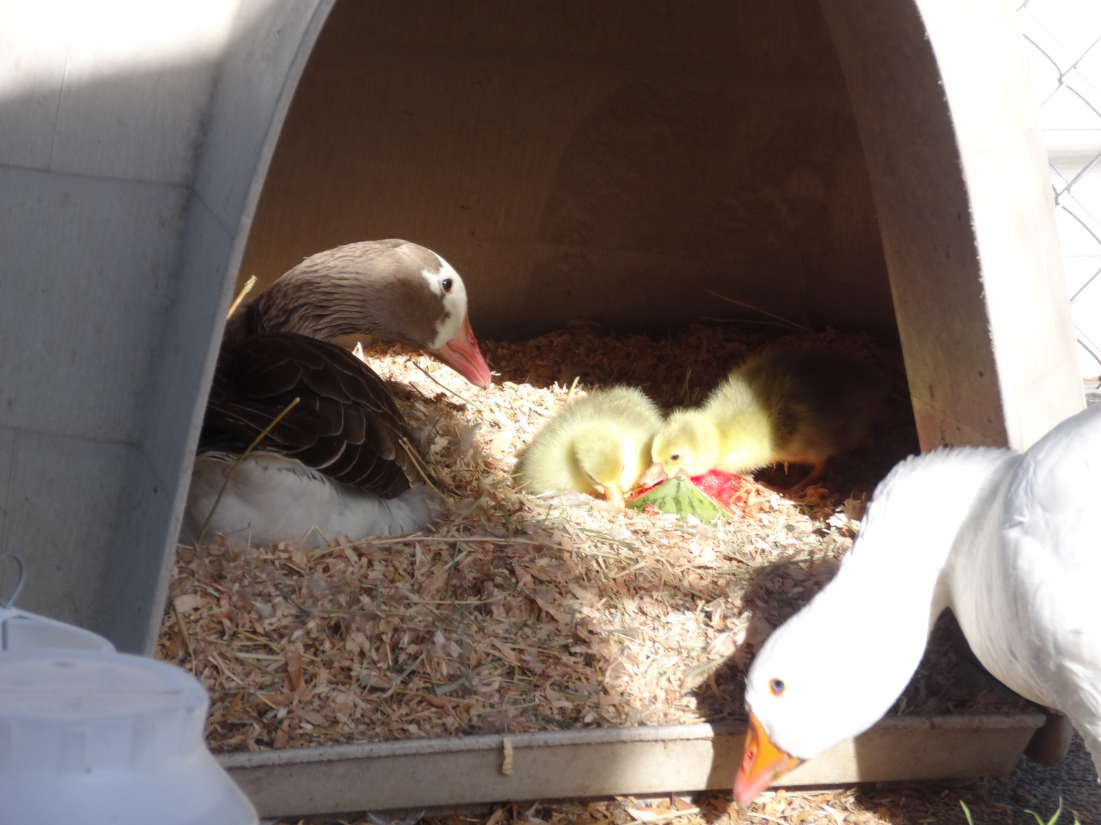 drůbež, Kuře, holubi