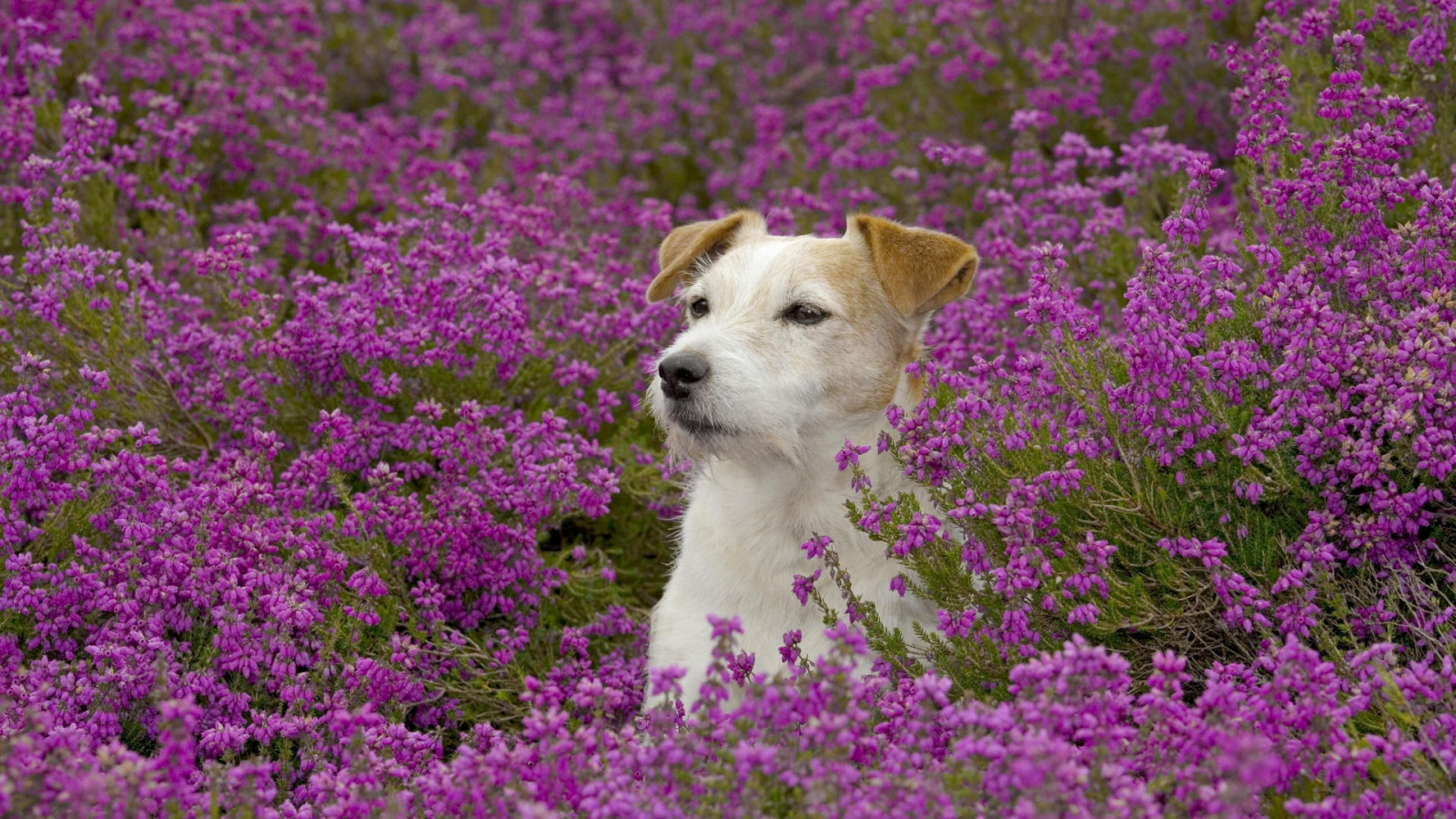 Wallpaper : dogs, face, grass, flowers 1920x1080 - - 1062180 - HD