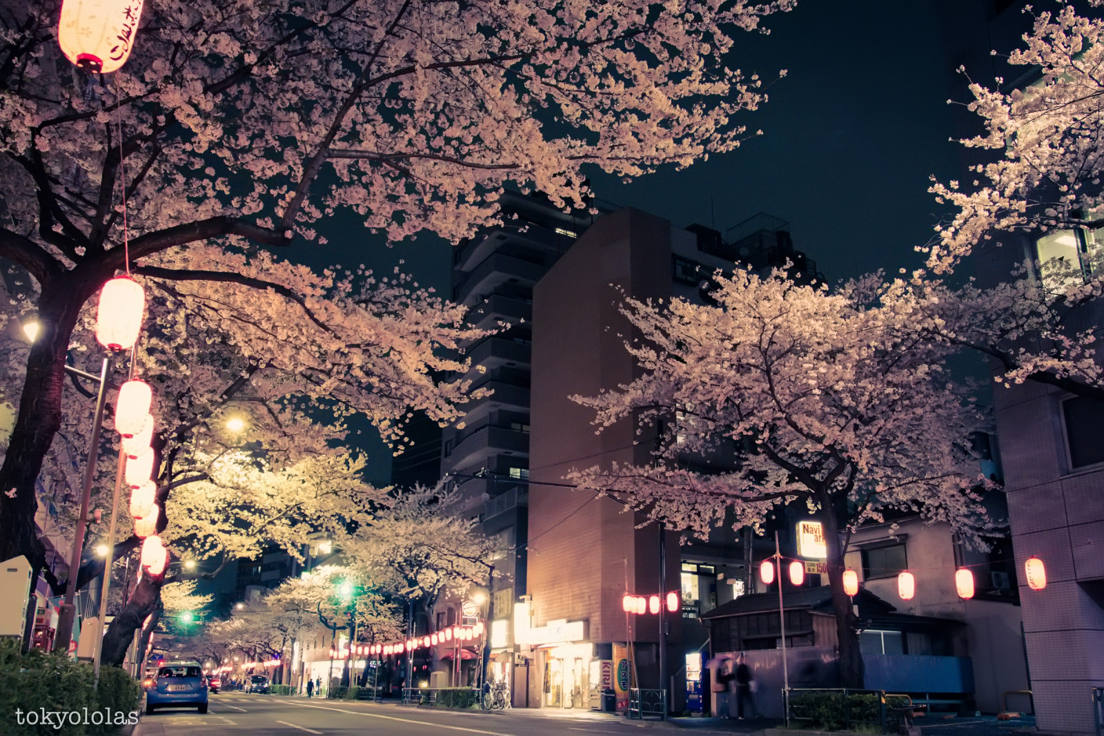 Wallpaper night, flower, landmark, plant, sky, town, tree, cherry