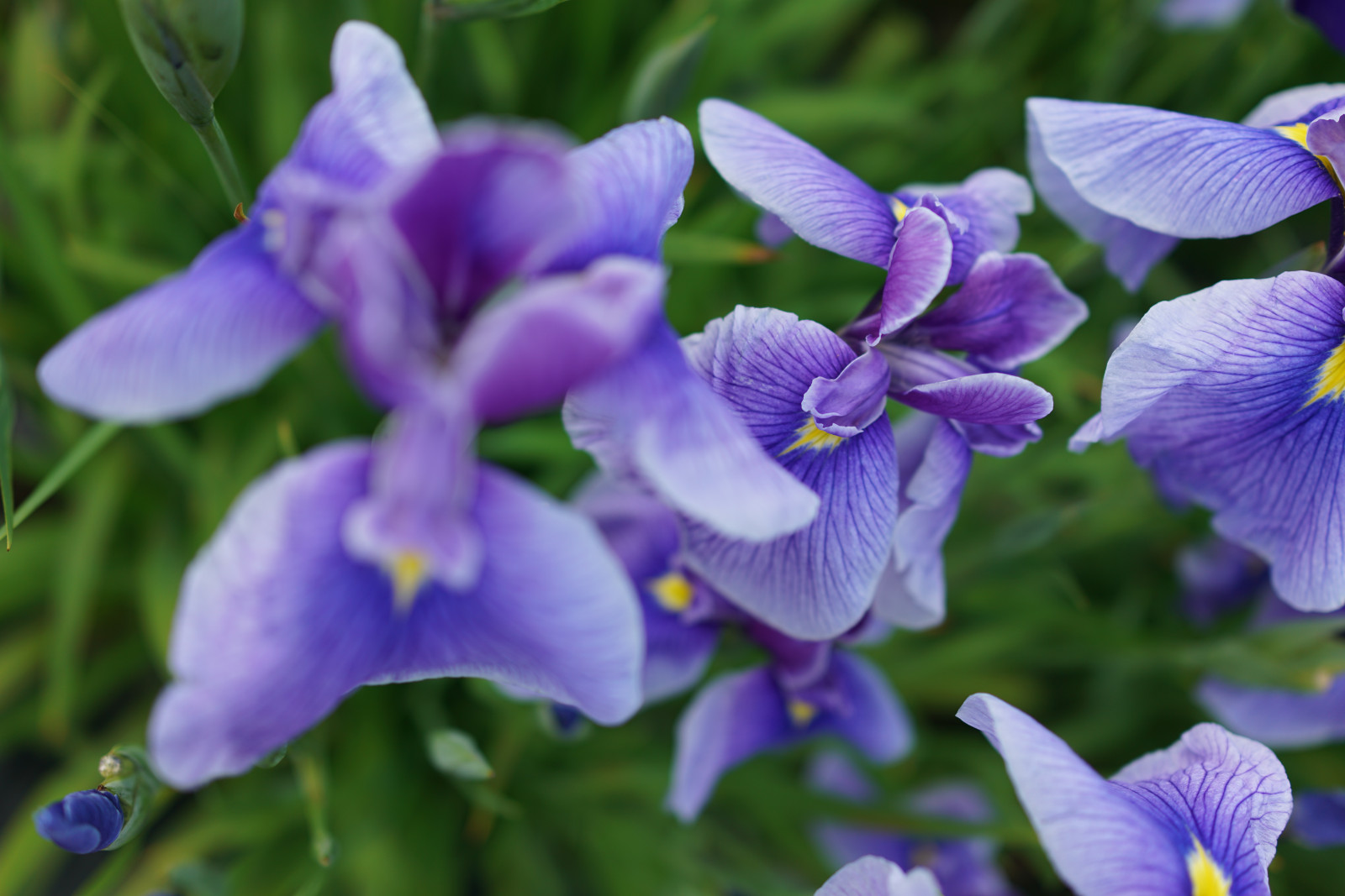 Japonsko, nachový, modrý, Sony, Tokio, RX1R, Duhovka, jp, květ, rostlina, oko, flóra, CC, Zeiss, okvětní lístek, horikiri, rx, rx1, rx1rm2, rx1rmark2, CreativeCommons, viola, divoká rostlina, botanika, suchozemská rostlina, kvetoucí rostlina, makro fotografie, fialová rodina, iris versicolor, věčný hrachor vonný, dayflower rodina, dayflower