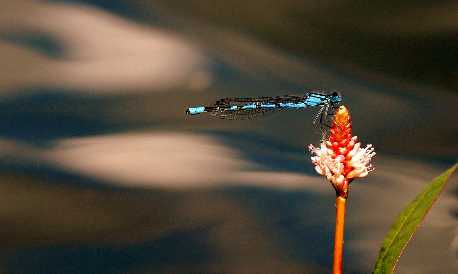 woda, Natura, fotografia, Szkocja, owad, Zielony, niebieski, liść, kwiat, ważka, Odbicia, centralny, Davidson, Damselfly, fauna, Greig, ścieśniać, Fotografia makro, Trzon roślinny, bezkręgowy, wilgoć, region, Ważki i wiewiórki