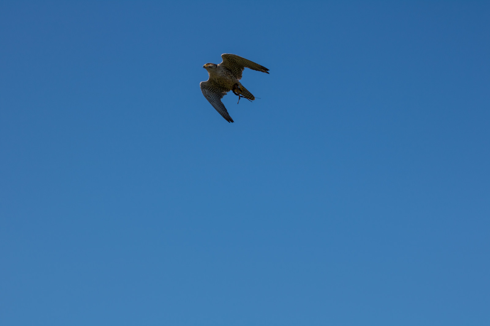 nebe, dravý pták, orel, Dánsko, Sokol, Let, pták, jestřáb, birdofprey, Danmark, f gel, exif modelu canoneos760d, geocountry, Kamera aby kánon, geocity, Model fotoaparátu canoneos760d, geostate, geolocation, exif aby kánon, EXIF isospeed 100, EXIF otvor 80, EXIF ef70300mmf456lisusm čočka, Skagen, rovf gel, eagleworld, rnreservatet, Falk, falcocherrug, exif focallength 81mm, sakerfalcon, sakerfalk, tatarfalk, mořský pták, křídlo, Atmosféra Země, prohlížení pták, obratlovců, sup