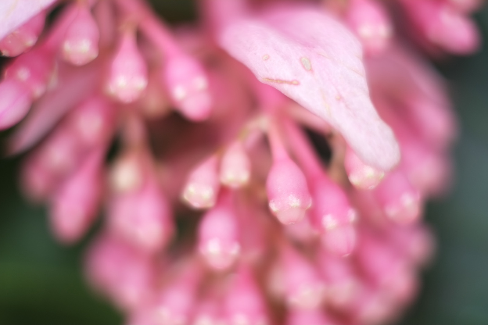 fotografie, ramură, inflori, roz, Tokyo, fujifilm, frunze, floare, plantă, floră, petală, Fujinon, Shinjuku, xpro1, xf, xf35mmf14r, X, shinjukugyoen, xf35mm, mcex, mcex11, legume şi fructe, botanică, plante teren, plante cu flori, a închide, arbust, macro fotografie