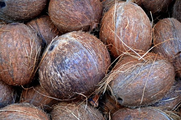 coconuts,fruits,palm