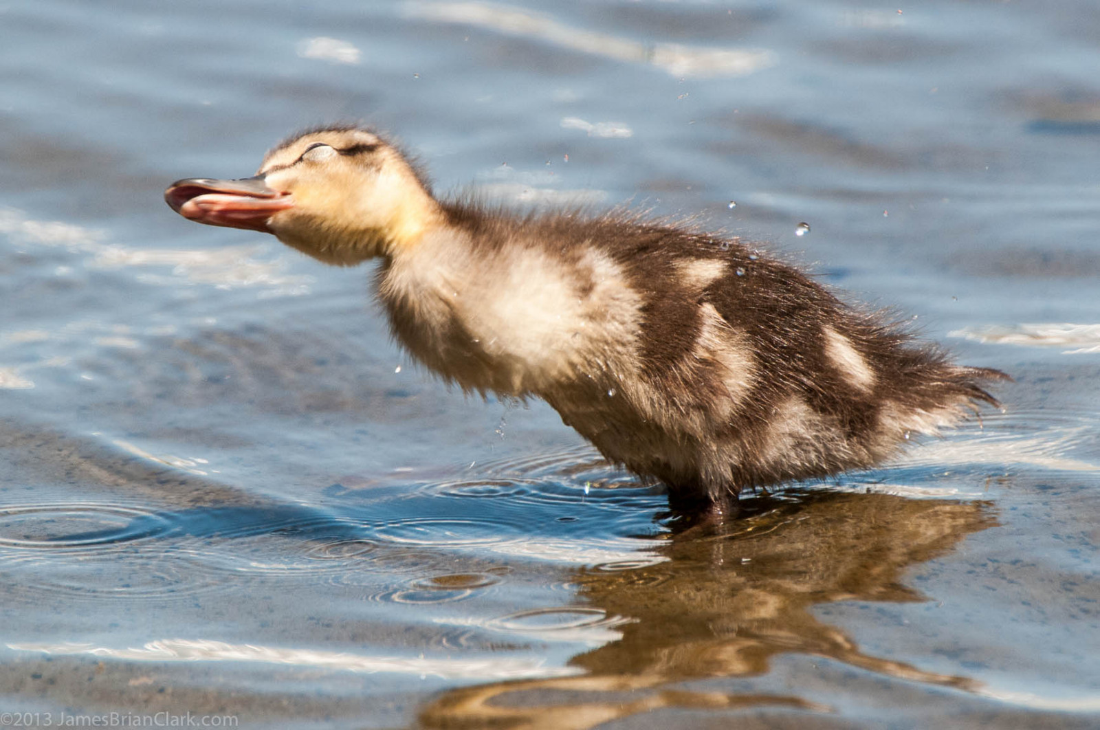 bílý, zvěř, voda, Příroda, milovat, peří, žlutý, kreslená pohádka, Volně žijících živočichů, dítě, život, kachna, husa, Hračka, šťastný, domácí zvíře, 2013, zobák, rodina, divoká kachna, drahoušek, DC, zvíře, chlapec, dítě, Nový, washington, roztomilý, rozkošný, pták, dětství, málo, hospodářská zvířata, legrační, mladý, malý, sladký, Pírko, dítě, design, jaro, kachňátko, zemědělství, načechraný, křídlo, fauna, děti, kuřátko, kuřat, vodní ptáci, vodní pták, kachen, hus a labutě, drůbež, brodění, shorebird, wadingbird, woodduck, vzpomínkový den, duckies, seaduck, Mergus, reflectingpool, Webbed, Mládě