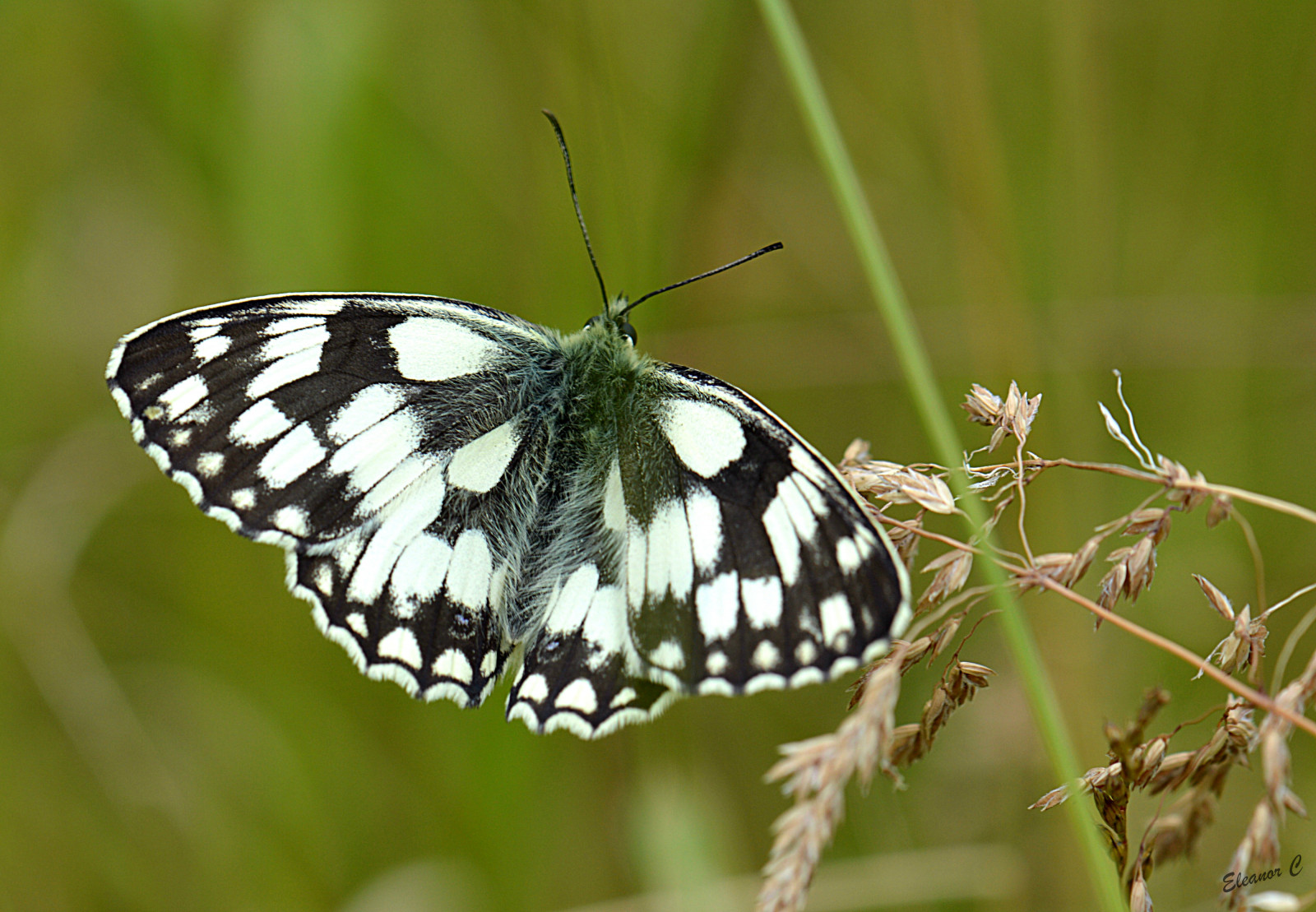 Londýn, tráva, motýl, hmyz, Anglie, Volně žijících živočichů, Spojené království, mol, ngc, unlimitedinsectslevel1, nikond3200, makro fotografie, bezobratlý, členovců, organismus, opylovači, můry a motýli, lycaenid, motýl monarcha, Pieridae, july2013, štětec footed motýl, 85mmmacrolens, Marbledwhite, Hendon, Welshharp