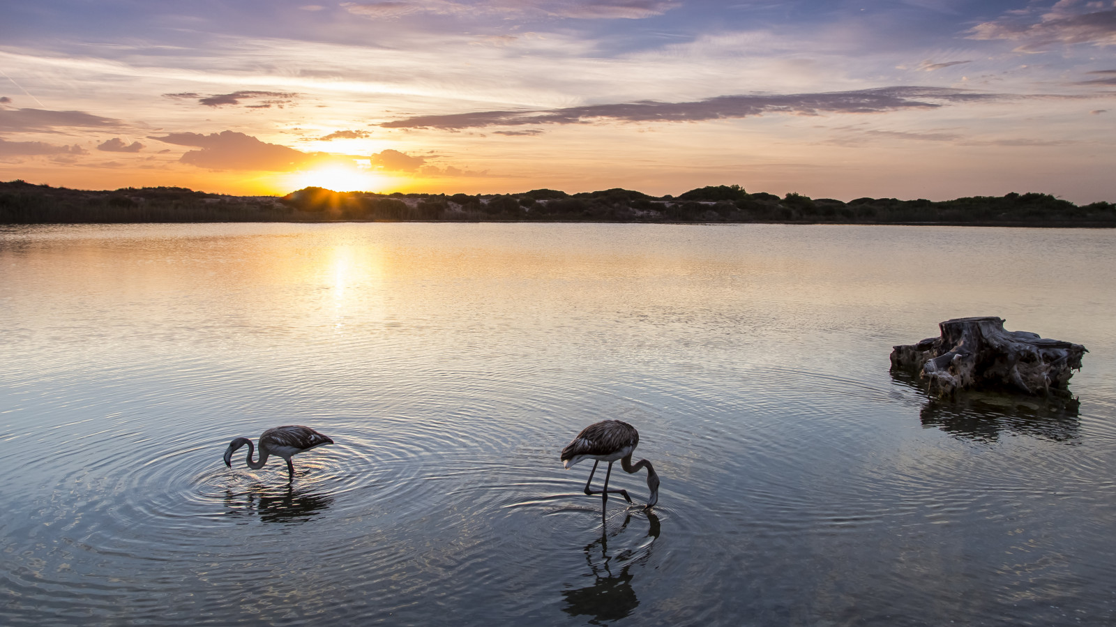 landskab, solnedgang, hav, sø, vand, afspejling, himmel, skyer, solopgang, berolige, aften, morgen, flod, Sol, orange, horisont, baggrundsbelysning, skumring, Bank, flamingoer, udforske, valencia, vådområde, longexposure, Sky, træ, klitter, daggry, marinemaleri, tidlig morgen, havfugle, reservoir, canoneos6d, Saler, canonef24105mmf4lisusm, dramaticsky, loch, vand fugl, albuferaofvalencia